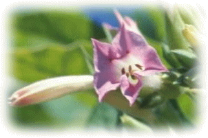 タバコの花